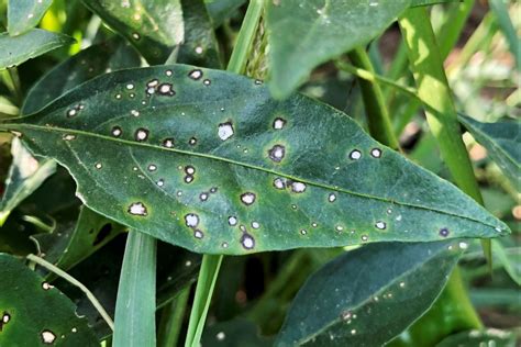 pepper leaf whitening